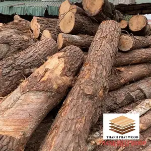 批发硬木松木原木价格从天然林
