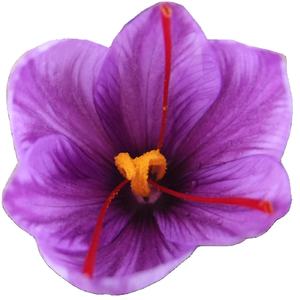 Vente en gros 100% pur qualité naturelle Kesar du Cachemire frais Mongra safran herbe meilleur prix variété séchée crue exportation carthame meilleur - Product Image 1