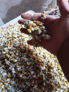 Fleurs de camomille séchées pures et crues de haute qualité, épices et herbes simples - Product Image 6