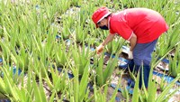 10Kg Aloë Vera Concentraat Blokjes Groothandel Leveranciers Boerderij En Fabriek Concentraat Aloë Vera