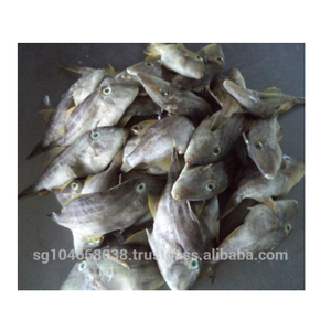 Mgubqf — veste en cuir malaisienne, 10kg/cartes, Frozen du poisson, ensemble rond - Product Image 2