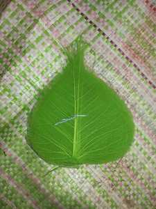 Hojas de Esqueleto Naturales para Manualidades - Product Image 5