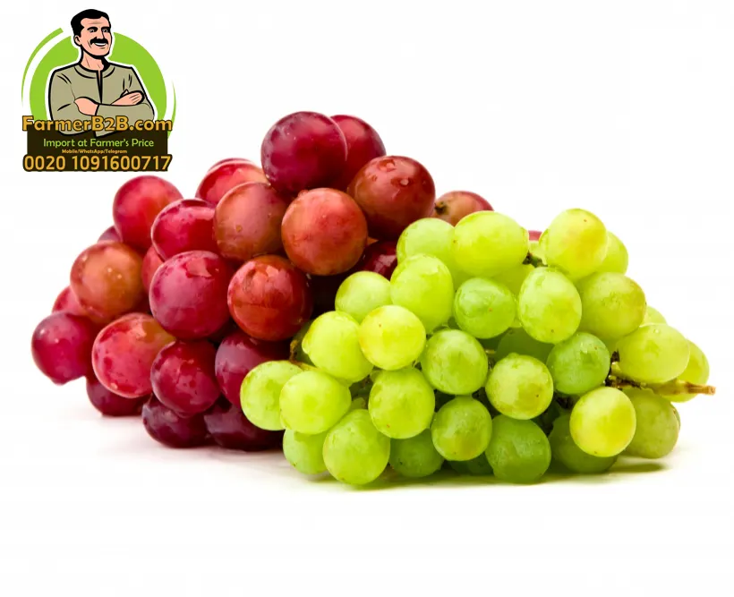 Nieuwe 2021 Crop Rode En Groene Pitloze Verse Druiven Klaar Om Export
