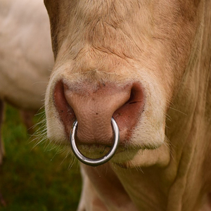 Anillo de Nariz de toro de acero inoxidable más vendido de la mejor calidad Anillos de toro de acero inoxidable de animales veterinarios de larga duración - Product Image 6