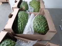 FRUITS DE COROSSOL FRAÎCHES À PRIX TRÈS COMPÉTITIF - AXEL + 84 38 776 0892