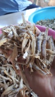 Anchoas Secas de Primera Calidad, Congeladas IQF, Sin Aditivos, a Precio Competitivo - Contacto 0084 989 322 607