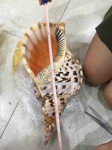 Larges coquillages naturels, 100 pièces, en vrac, données d'or 99 - Product Image 5