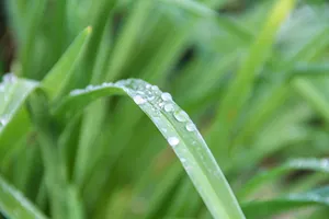 Buğday çimi suyu tozu ham zengin suda kolay çözünür Bioavailable beslenme tüm gıda japonya yetiştirilen sprey kurutulmuş antioksidan