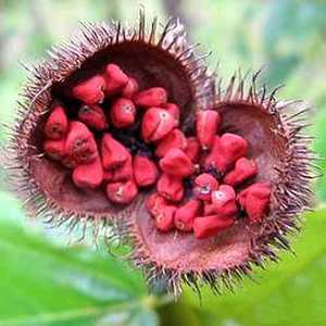 Vente en gros d'annatto séché biologique de haute qualité-Prix bas Origine Vietnam /Shyn Tran - Product Image 3