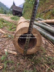 Moso Tonkin Tre Gai Tam Vong,เสาไม้ไผ่แห้งคุณภาพสูงจากเวียดนาม - Product Image 4