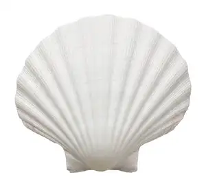 Beautifulc/ Sea shell from Viet nam beach