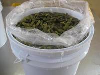 Pepinillos en cubos de plástico, verduras conservadas en salmuera