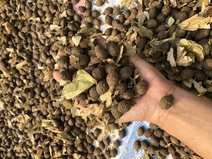 ส่งออกเมล็ดสเตรคิวเลีย ลิคโนโฟรา / ยางหวานไต้หวัน / เมล็ดมาลวา ราคาถูก คุณภาพสูง ราคาดีที่สุด - Product Image 4