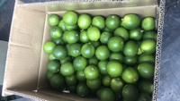 Verse Limoen Pitloze Groene Groothandel Vers Fruit/Verse Groene Citroen