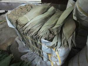 Feuilles de bambou séchées de qualité supérieure, 100 pièces, données en or 99 - Product Image 5