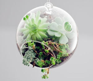 Hängen Glas Orb kugel terrarium MH-12553 - Product Image 3