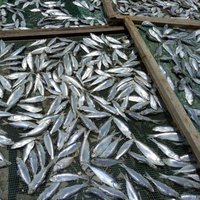 POISSON SÉCHÉ MACKEREL, HARENG, POISSON SÉCHÉ STOCKFISH à VENDRE / AMBRE