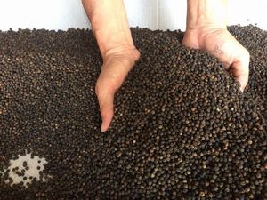 VENTA SUPERIOR VIETNAMESA PIMIENTA MAÍZ PIMIENTA NEGRA CALIENTE PICANTE NUEVA COSECHA DE MS FLORA 00 84 339 966 582 - Product Image 3