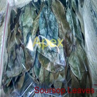 Feuilles de corossol, feuilles de gravia, haute qualité