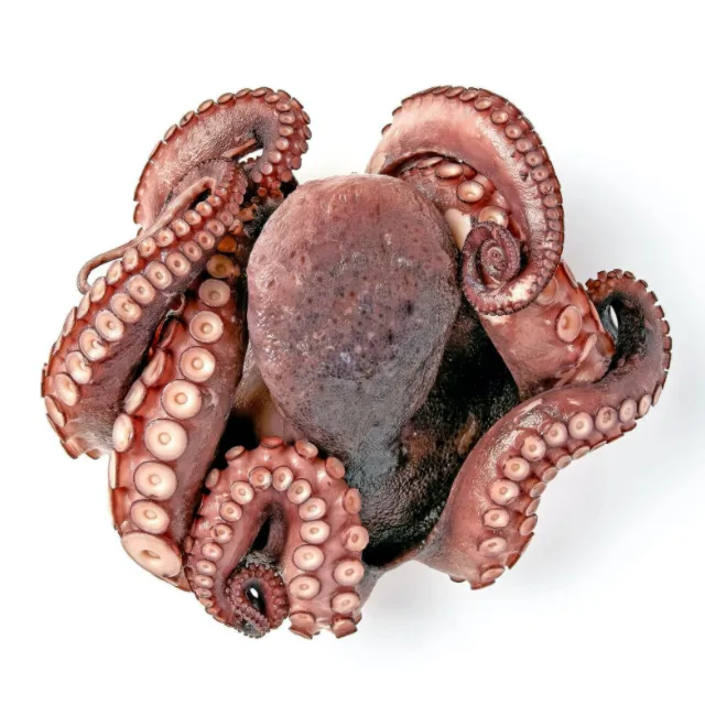 Octopus Live Fresh Frozen Cleaned Baby Octopus Gefrorenes Langbein Ausgenommen 200-300g,300-500g
