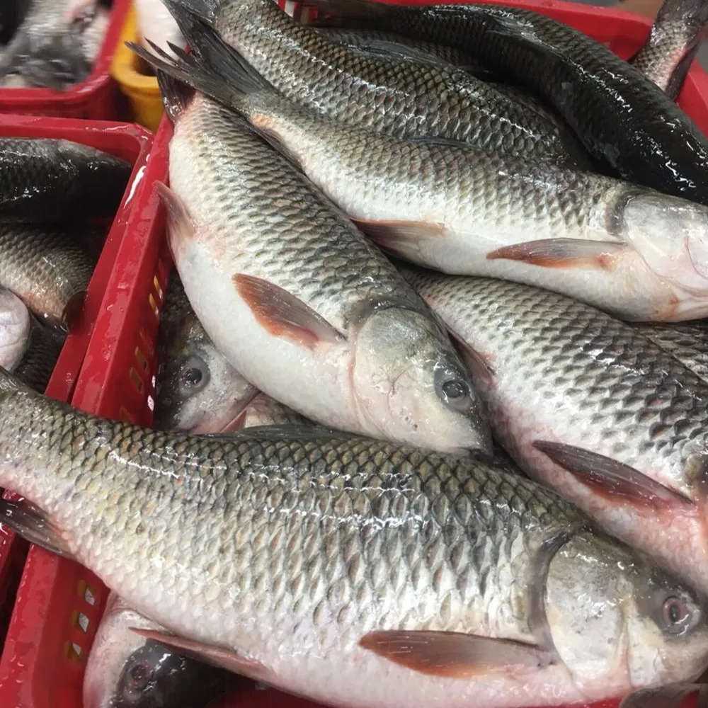 Top Quality FROZEN ROHU FISH For Sale