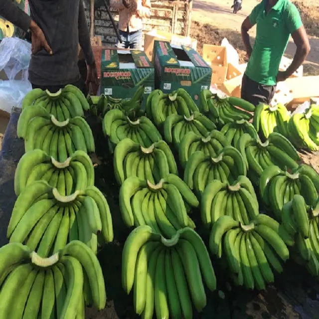 Preços de banana fresca verde banana/banana fresca