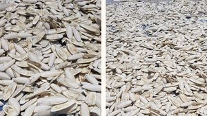 Hueso de Sepia Natural Premium Seco para Loros, Aves, Reptiles y Mascotas Pequeñas - Product Image 2