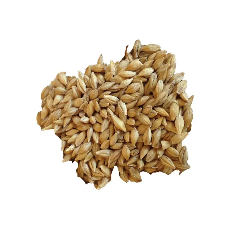 Ячмень кормовой этикетка. One Bulk of Barley. Barley Sprout. Кукурузный солод купить сухой. Зерно купить нижний новгород