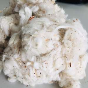 Déchets de coton du Vietnam/mouche de carte/lickerin/bande plate modèle déchets meilleur prix un nom numéro de marque (Mme Xavia + 84 333371330) - Product Image 2