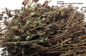 AMI TNAMSE E DDRILEAE OR AMI ami - Product Image 2