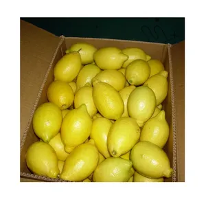 Kualitas Segar Kualitas Premium Pemasok Afrika Selatan Lemon Kuning dari Pemasok Unggulan