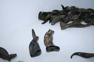 Cuerno de Cabra Natural Pulido de la Mejor Calidad, Material Orgánico, Estilo Animal, Objeto de Colección Artístico, 3-6 Pulgadas - Product Image 6