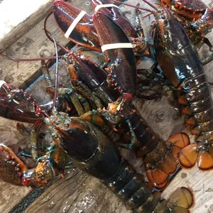 Lobster lagosta congelada/água fria viva, água doce viva