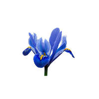 AARNAV EXPORTS Huile Essentielle d'Iris (Iris Pallida) de Qualité Supérieure 100% Pure Distillée à la Vapeur Certifiée GMP, Arbre à Thé d'Italie Séché