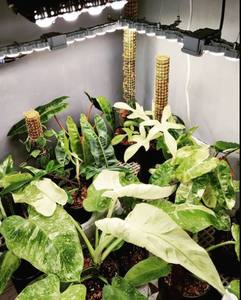 Luz Led de cultivo, reemplazo de <span class=keywords><strong>hps</strong></span> 2,75 W, alta eficacia <span class=keywords><strong>50w</strong></span> a 400w, certificado CE ETL, 600 umol/J - Product Image 2