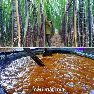 MELAS DE CAÑA DE AZÚCAR CON ALTO BRIX//WhatsApp: Sra. Pinky (+84) 35 9268 345 - Product Image 3