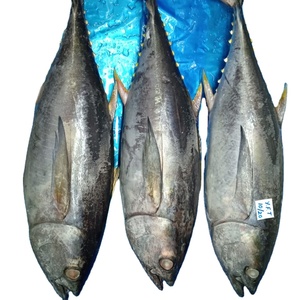 קפוא טונה פילה <span class=keywords><strong>yellowfin</strong></span> טונה פילה 190g קפוא <span class=keywords><strong>yellowfin</strong></span> טונה סטייקים שיתוף מטופלים סיטונאי מחיר מתאילנד - Product Image 2