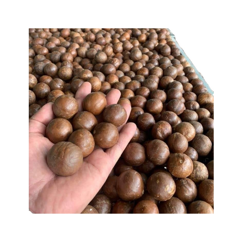 Высококачественные сушеные треснувшие орехи макадамии/НЕОБРАБОТАННАЯ макадамия, высокое питание/жареная макадамия из Вьетнама