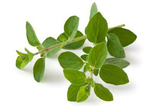 Huile essentielle d'origan pure, distillée à la vapeur à partir de feuilles d'origan, certifiée GMP, jaune pâle - Product Image 4