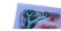 Empire of Ants Mini Taille 8.5X4X6cm Maison pour fourmis classique en plastique écologique Morning Feeling Utilisation quotidienne toutes saisons