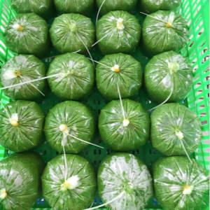 ใบมันสำปะหลังแช่แข็งจากเวียดนาม/นางสาวอลิซ (+ 84 904 183 651) - Product Image 2