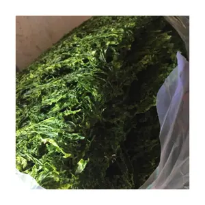 卸売ベトナム乾燥グリーン海藻粉末/ULVAラクツカ販売食品産業または化粧品0084817092069 WS