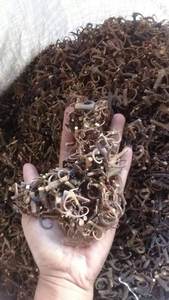 Herbes et épices Griffe de chat Uncaria Rhynchophylla Uncaria Gambir Naturel Brun 3-5 Cm - Product Image 6