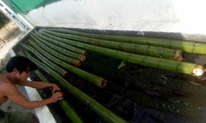 Varilla de Bambú Recta Sostenible - Poste de Bambú con Varios Tamaños para Soporte Agrícola y de Construcción 99GD - Product Image 3