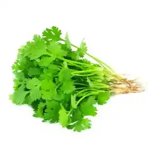 Fresh Coriander From Vietnam / Best quality For Export And Good Price Cooking New Fresh Hot 2022