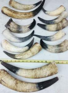 Meilleures cornes de buffle naturelles de différentes tailles et matériaux, cornes de bœuf naturelles à vendre avec prix personnalisé pour des cornes naturelles et polies - Product Image 6