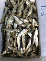 FOURNISSEUR de filets de sardines séchées naturellement, transformées par lyophilisation, qualité A, faible teneur en sodium, emballage en vrac, prix compétitif /John