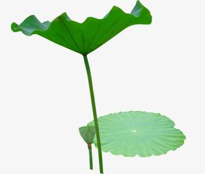 ห่อดอกบัวสดบัวแช่แข็ง - Product Image 1