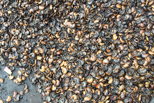 เม็ดมะม่วงหิมพานต์ดิบ - Product Image 2