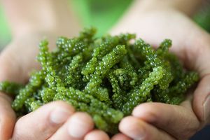 Caviar verde de algas marinas de Vietnam, 99 DATOS dorados, superventas - Product Image 2